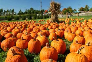 pumpkin