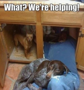 dogs
